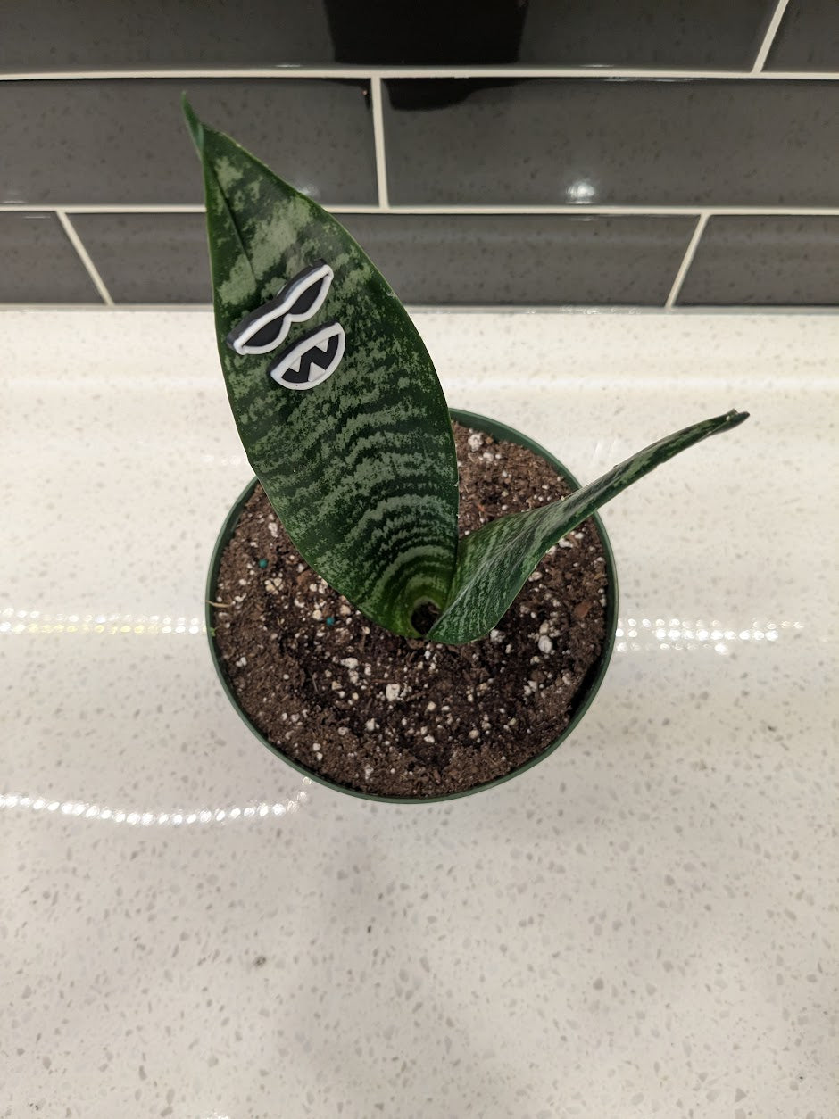 Snake Plant - Zeylanica