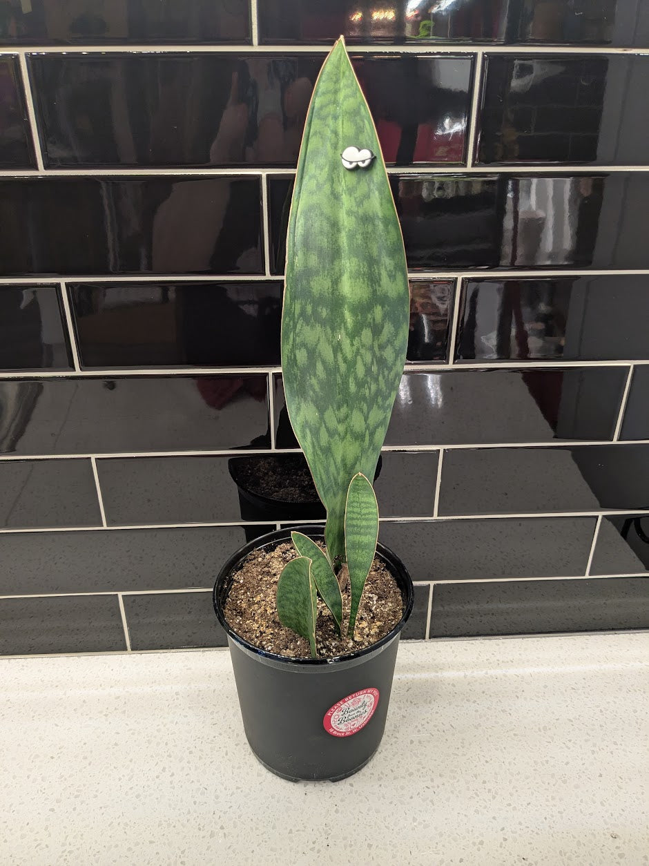 Whale Fin Snake Plant