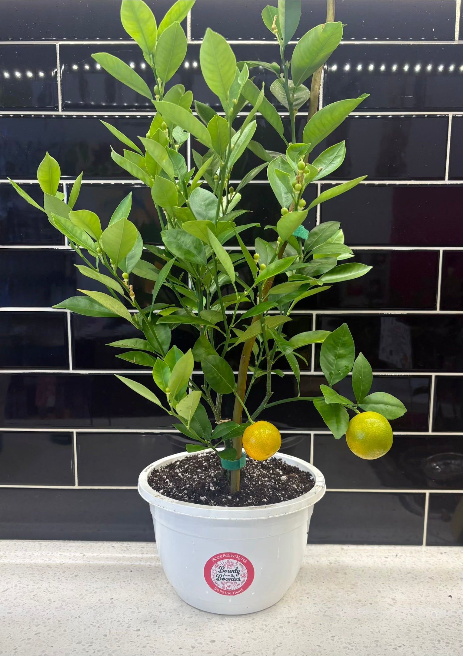 Food plants