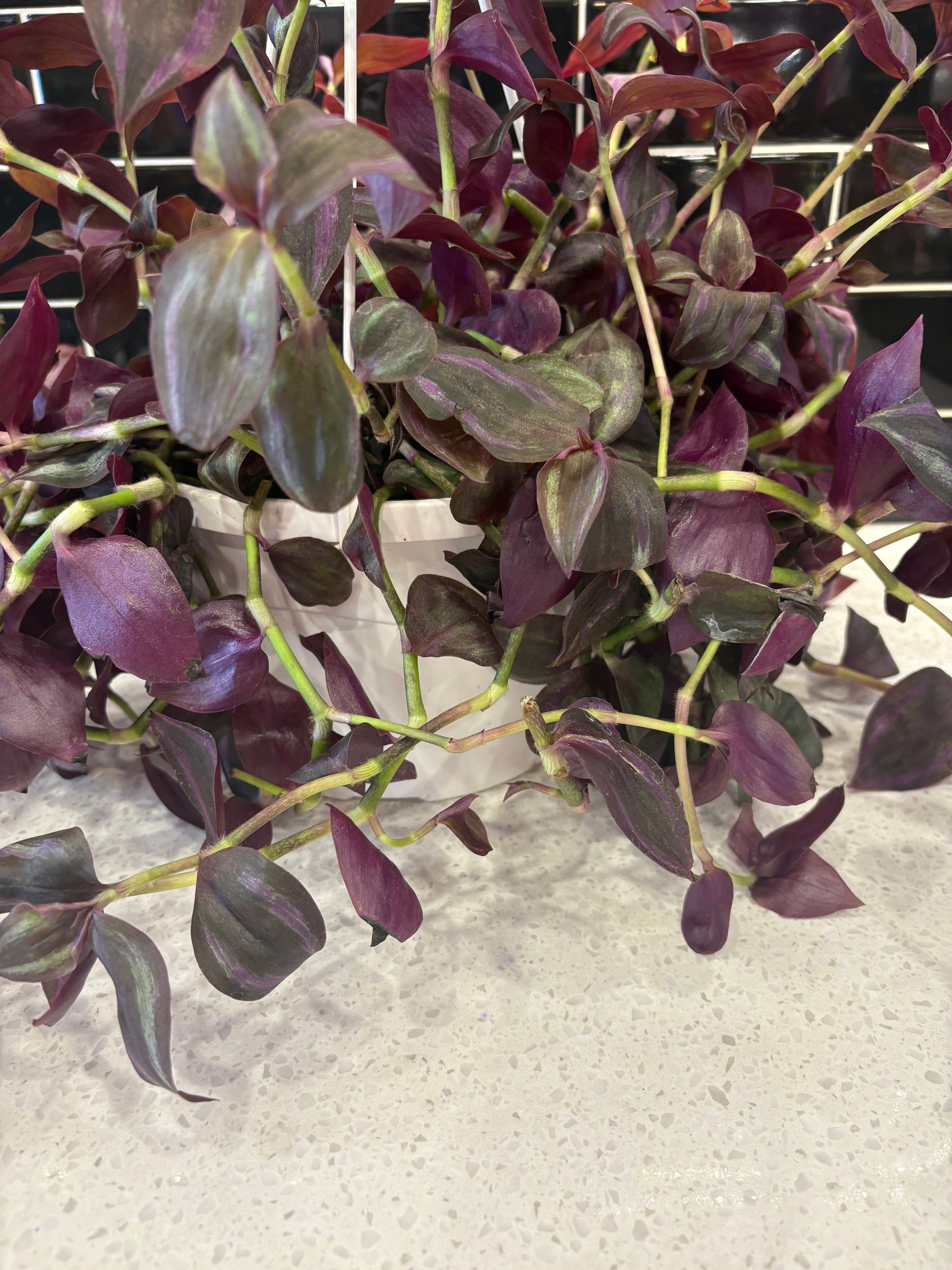 Trailing + Hanging Plants