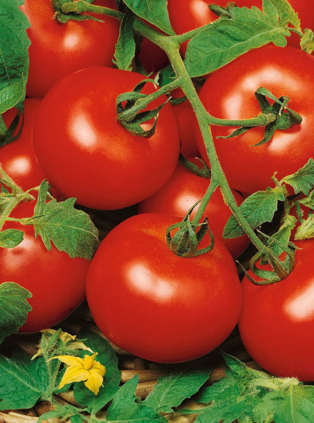 Tomatoes - Seedlings