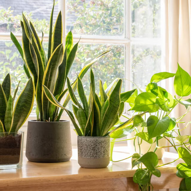 Low Light Plants