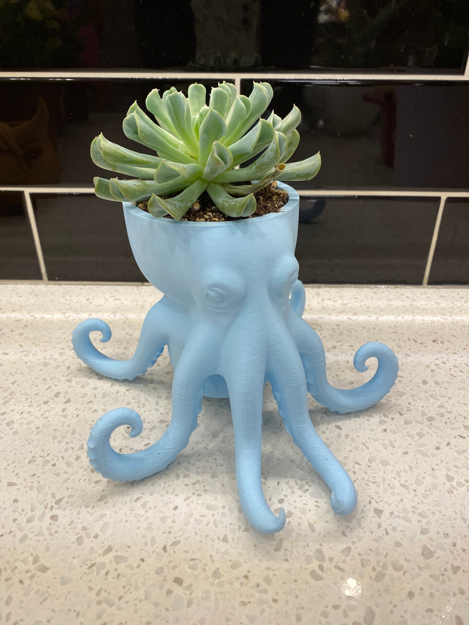 Potted Octopus Succulent