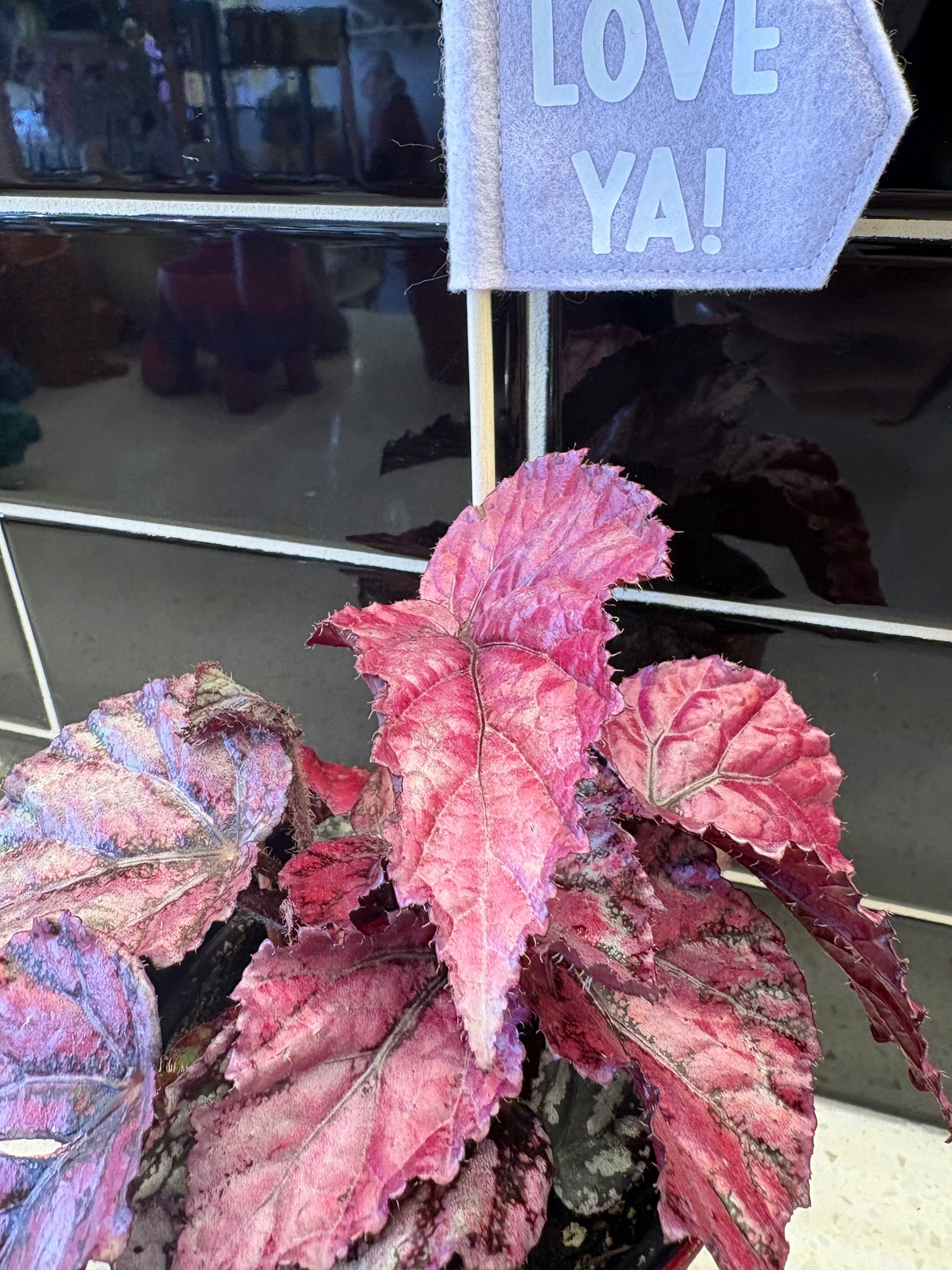 Valentines Rex Begonia Plant 4”