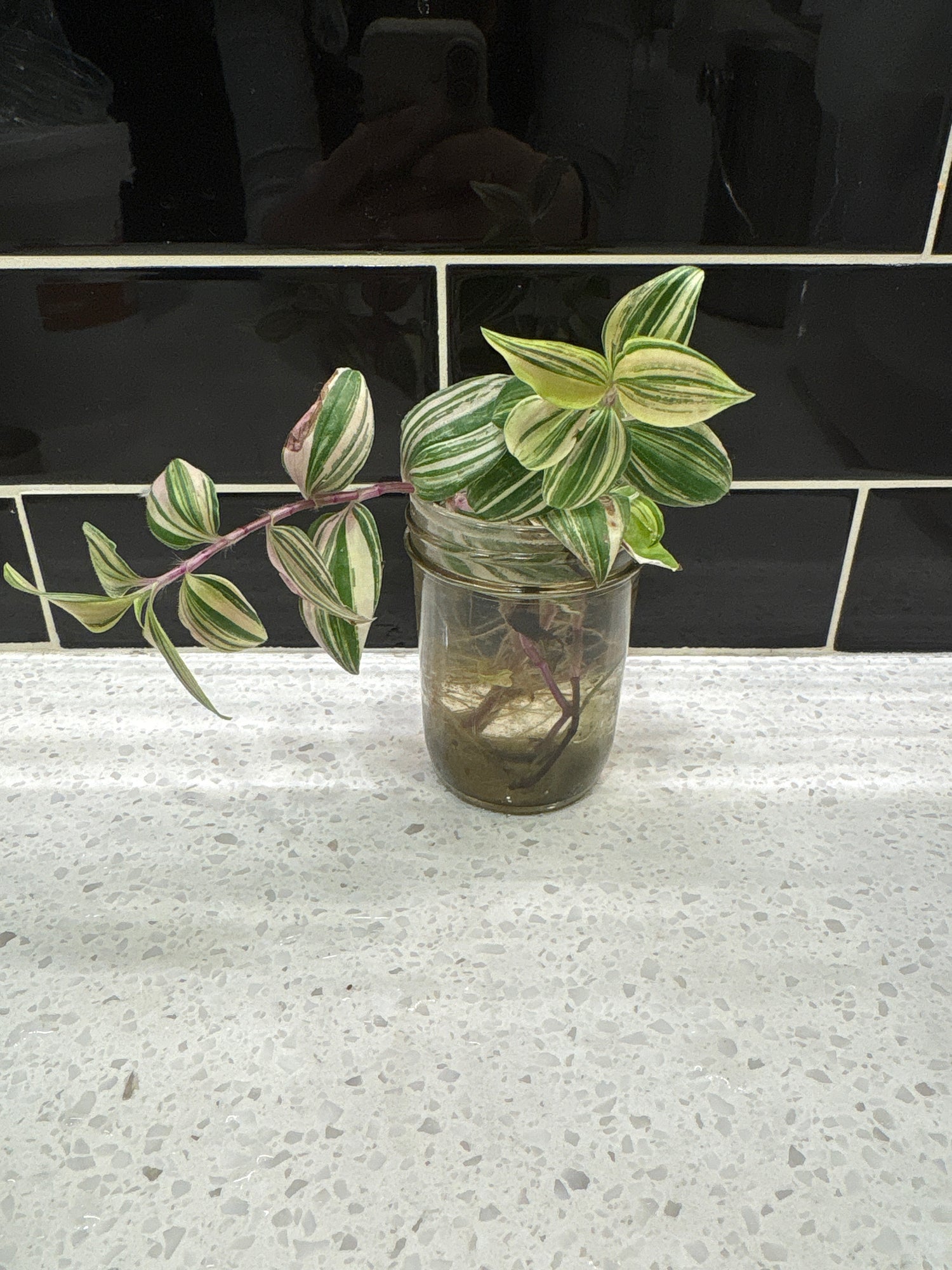 Transcantia Zebrina Quad-colour - Clipping