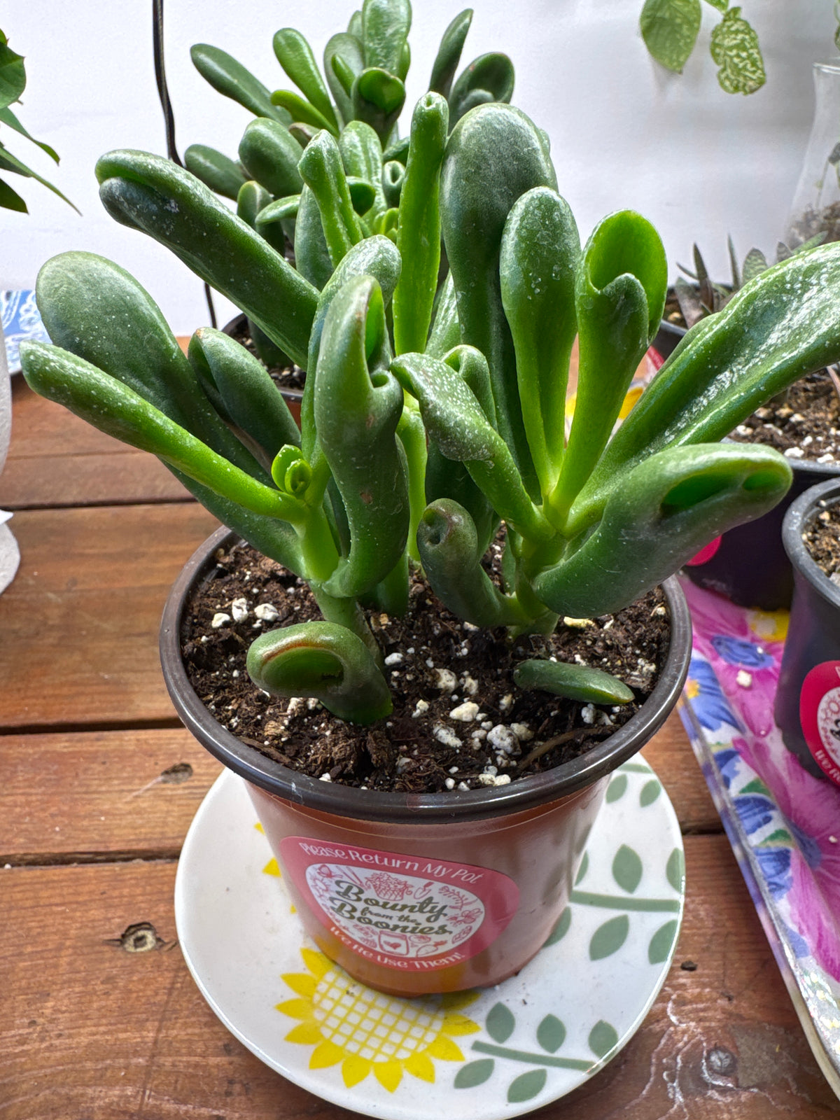 Horntree tricolour jade