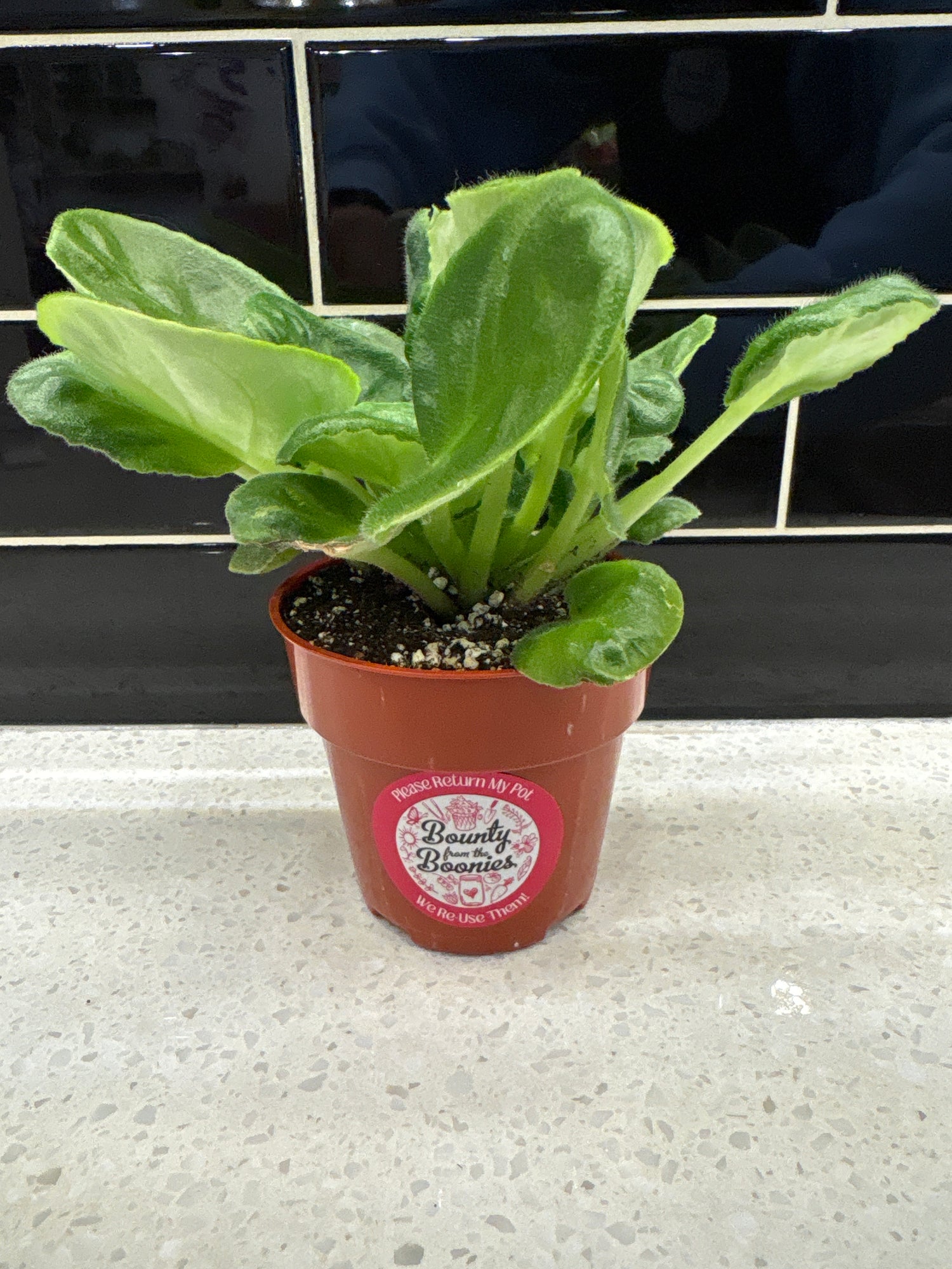 AV Polet Velkiriy African Violet