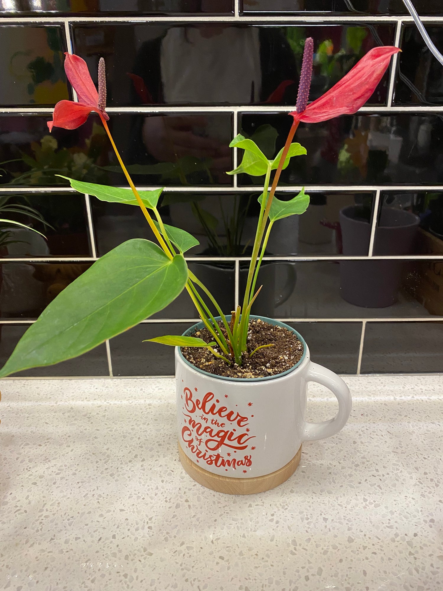 Potted Christmas Anthirium