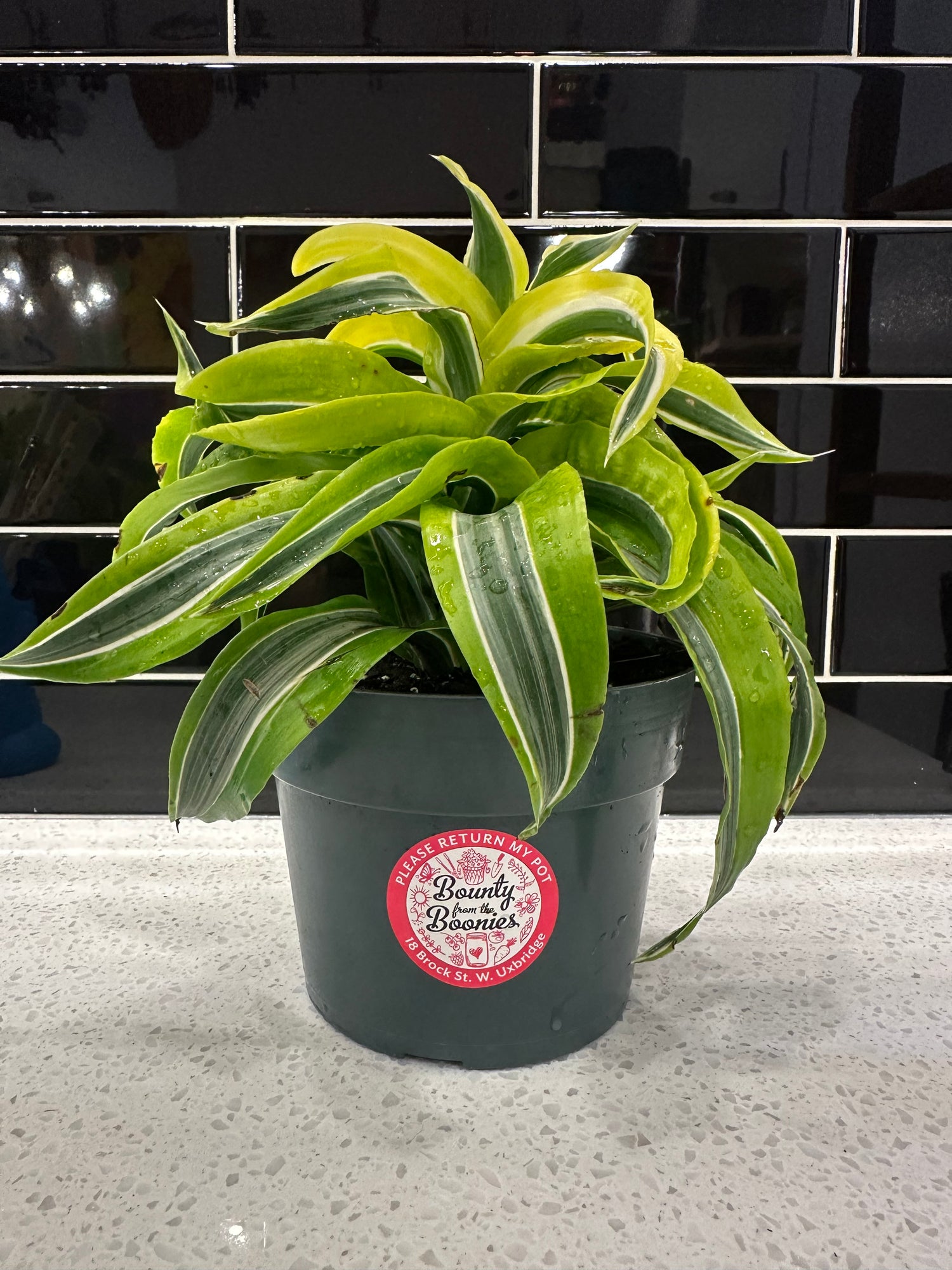 Dracaena Lemon Lime