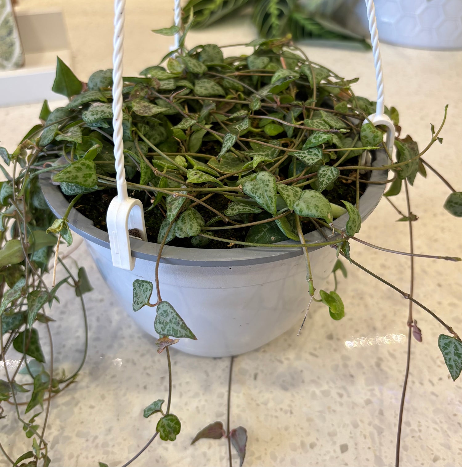 String of hearts- Green Love 6”