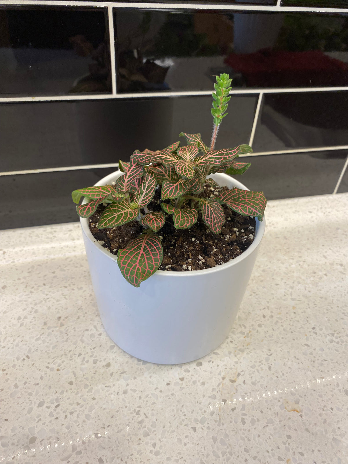 Nerve Plant in White Pot