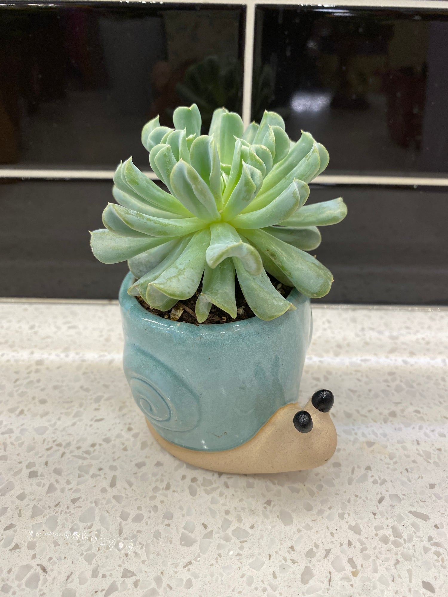 Potted Snail Succulent