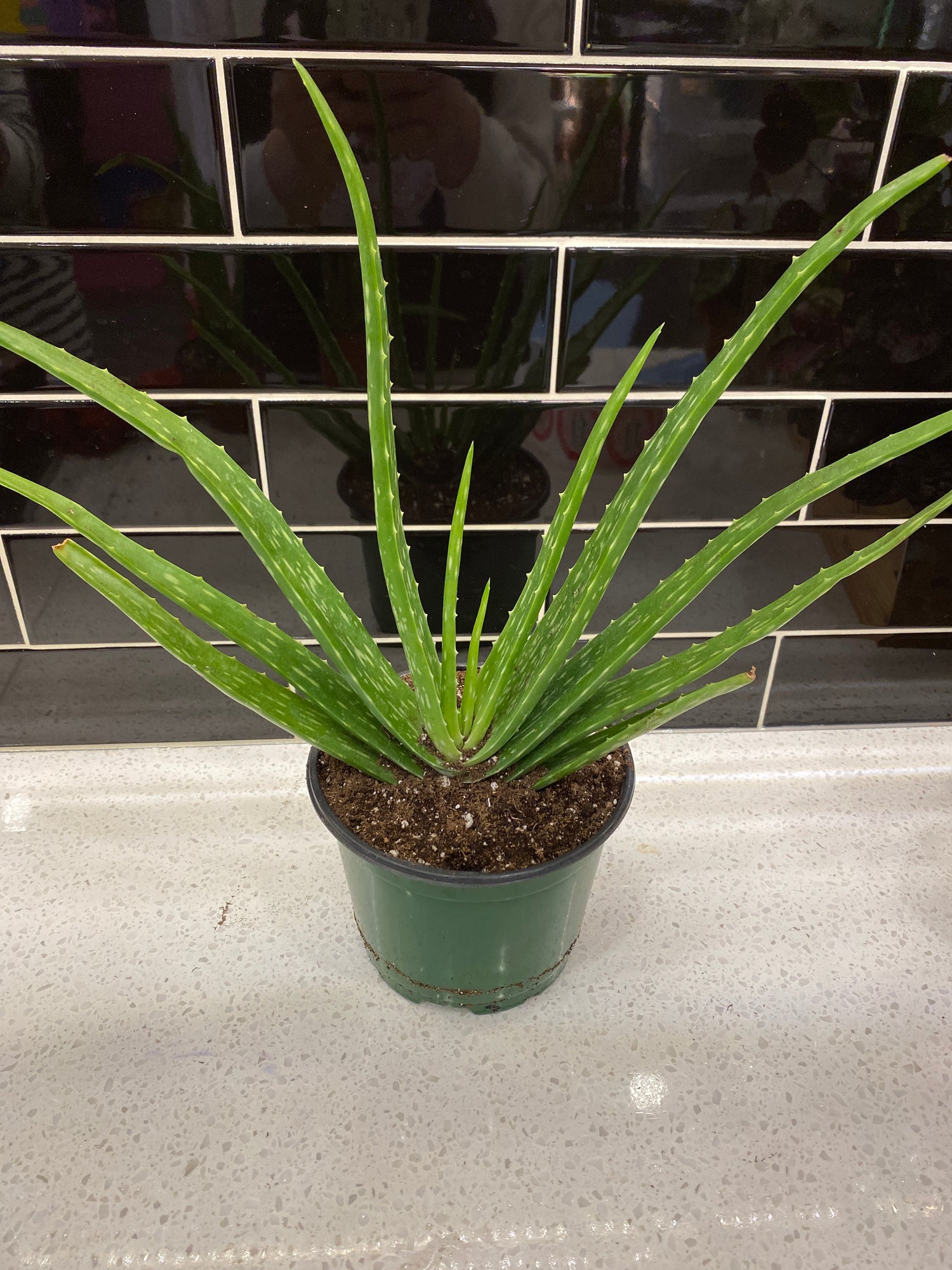 Aloe Vera