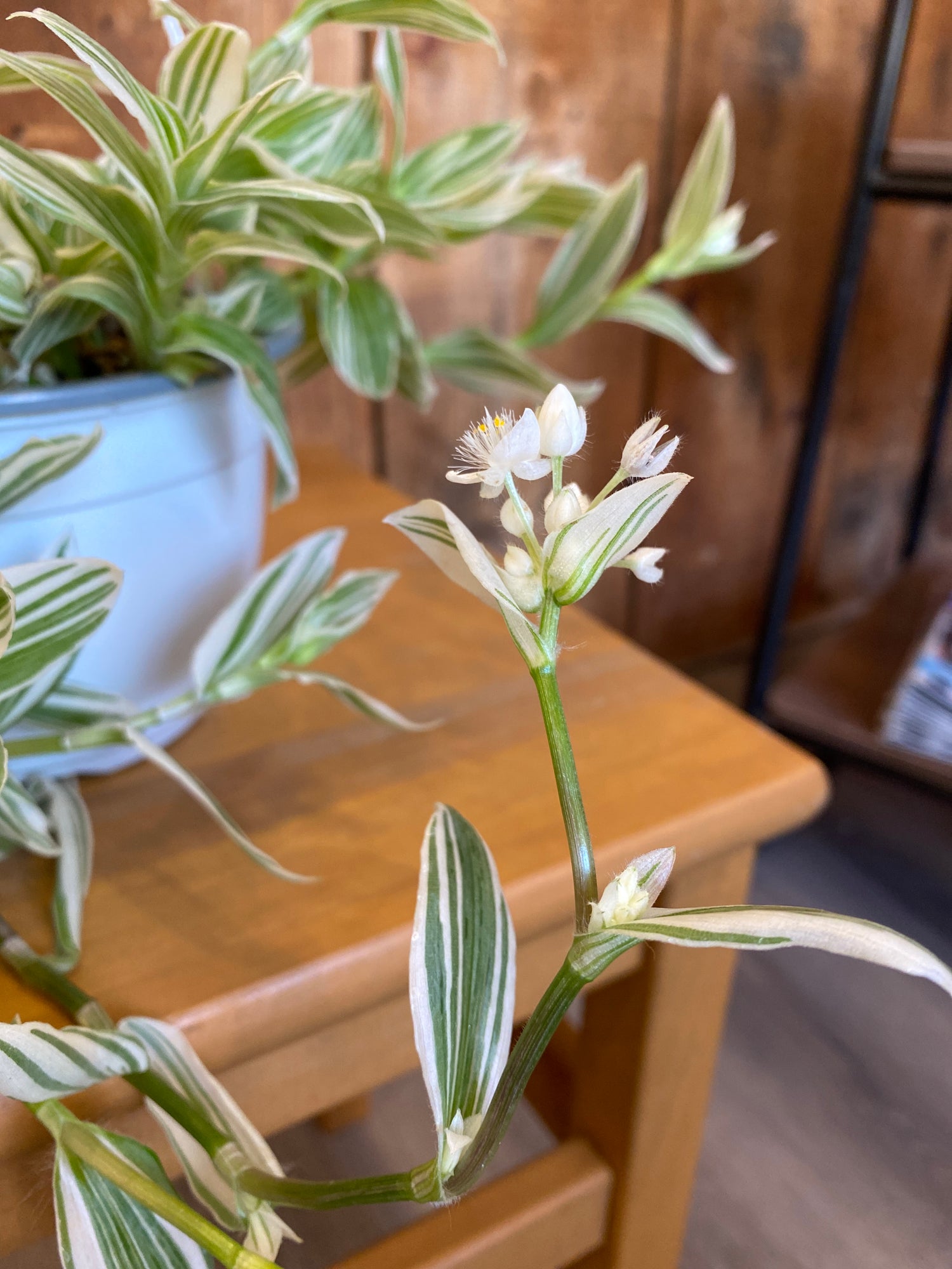 White Transcantia