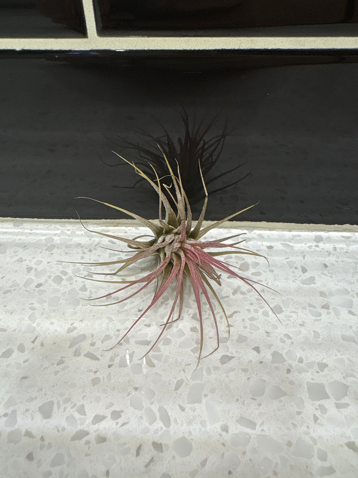 Tillandsia Ionantha Lilac Air Plant