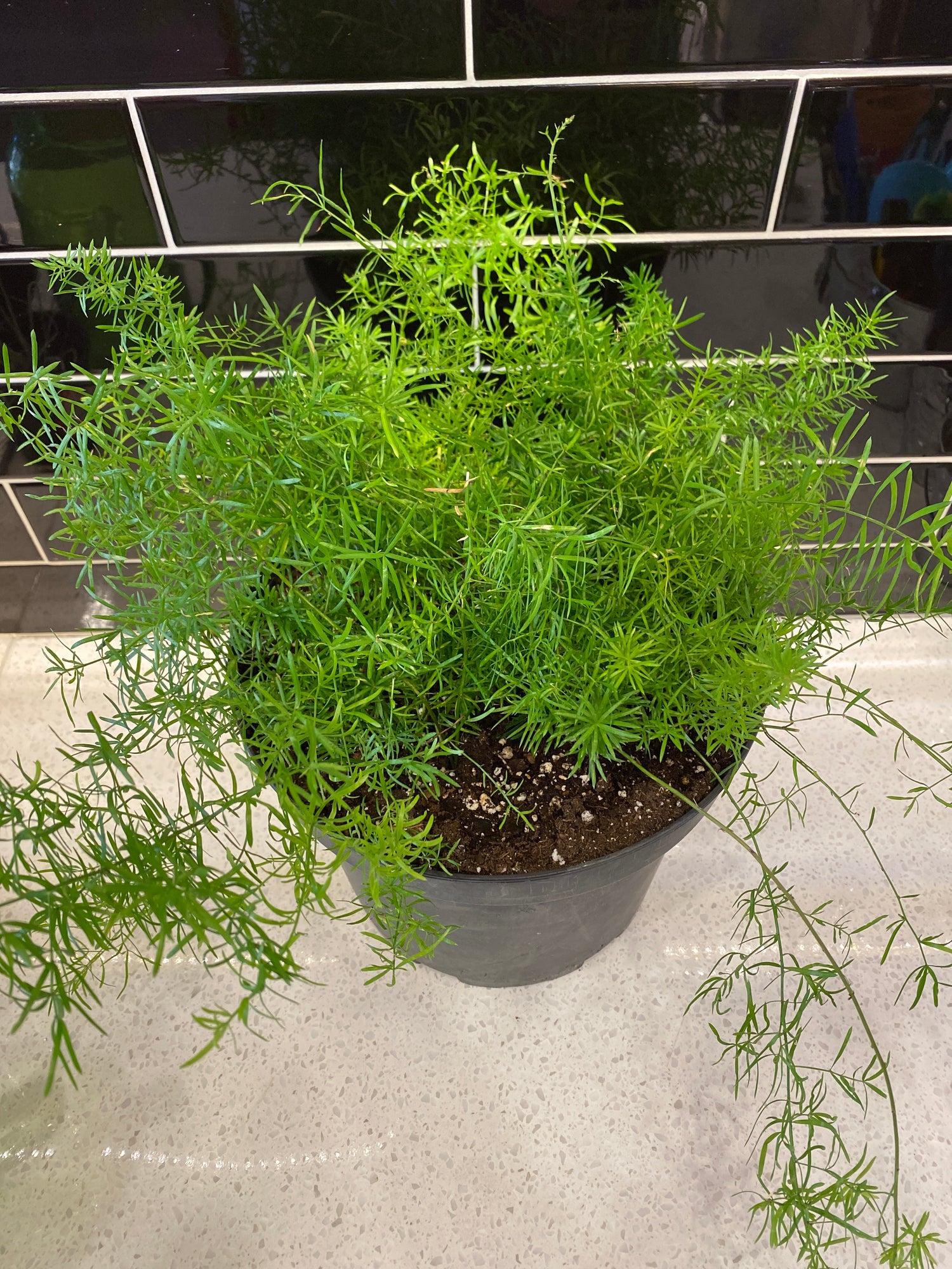 Asparagus Fern - Sprengeri 10”