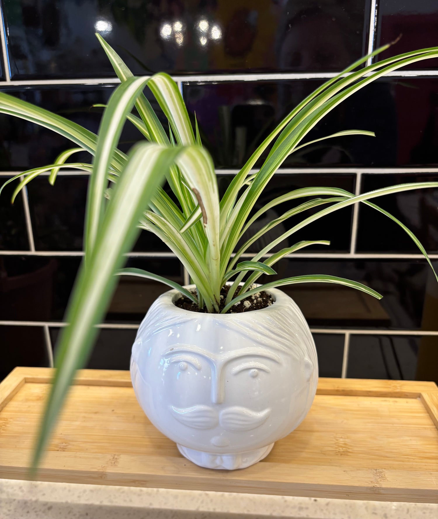 Distinguished Gentleman (Mr. Pringle) with Spider Plant