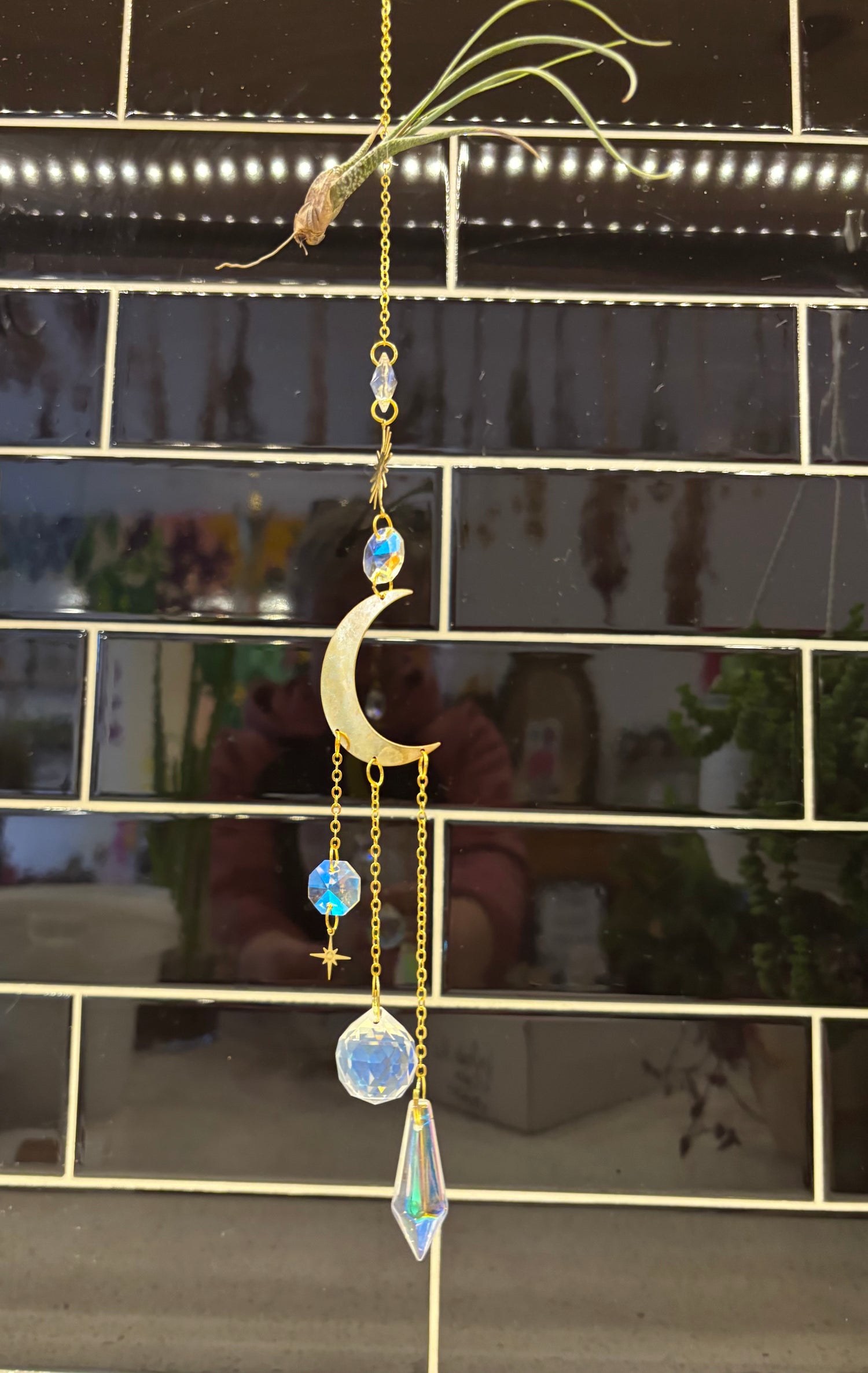 Sun Catcher Air Plant