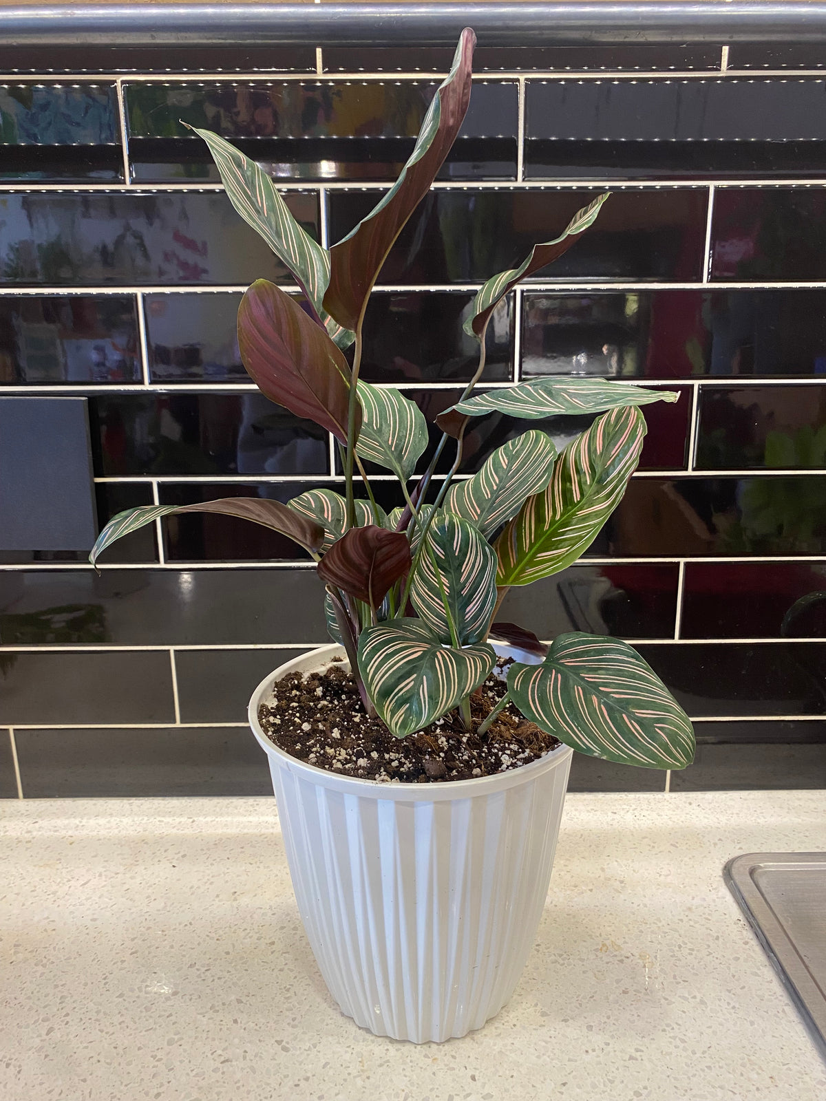 Pinstripe Calathea Potted in Ribbed White Pot