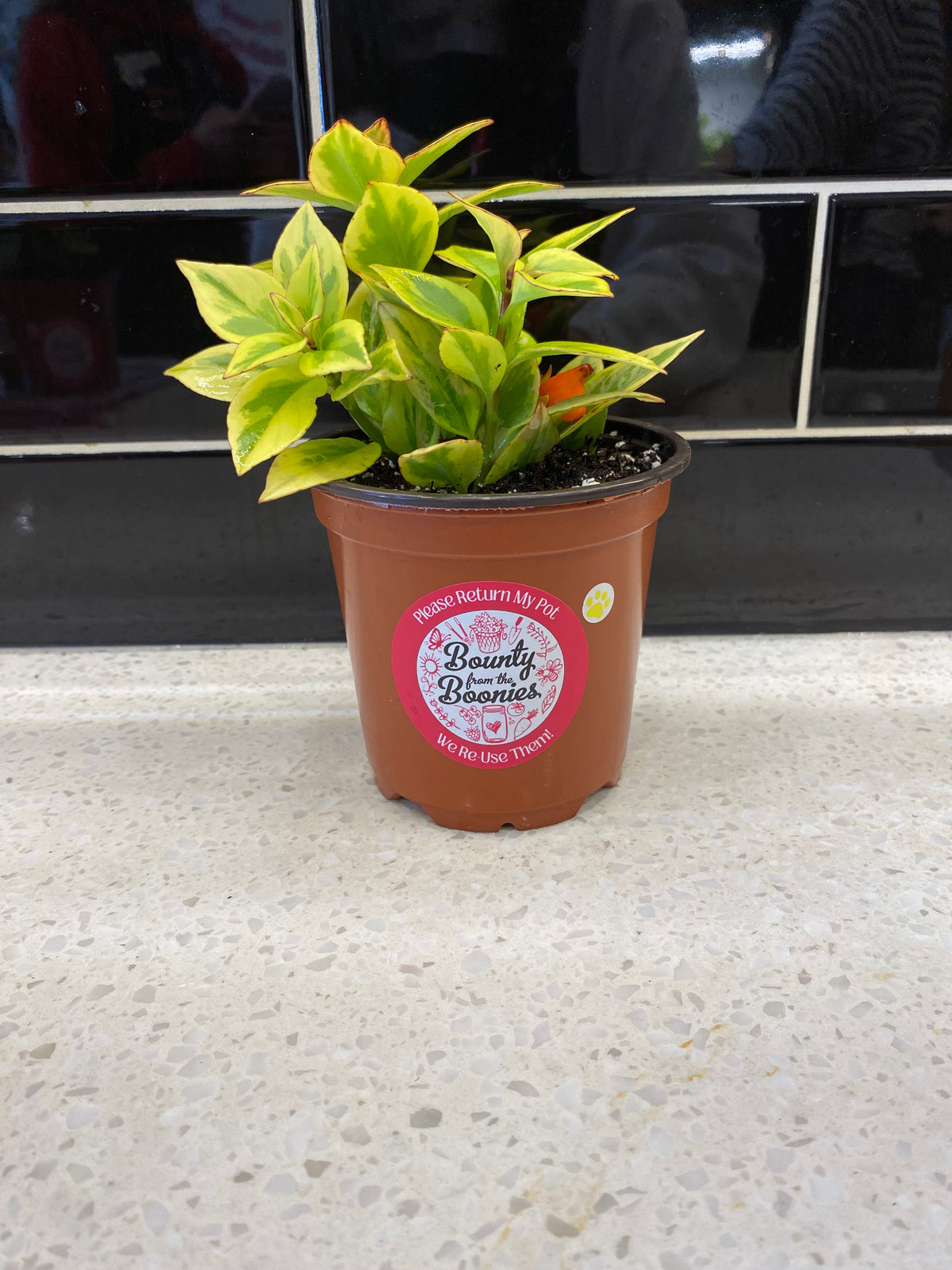 Goldfish Plant- "Aurora Gold"
