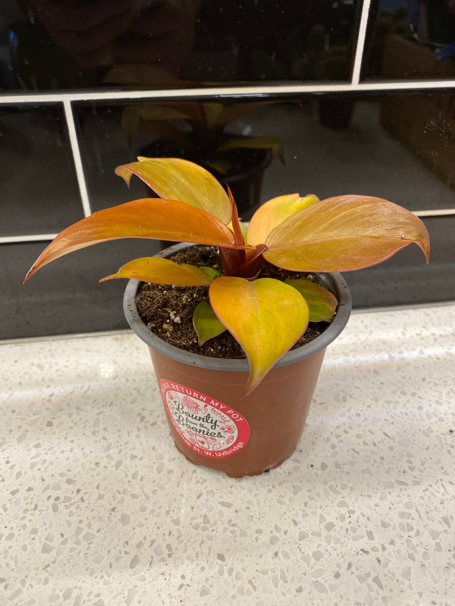 Philodendron - McColley’s Finale