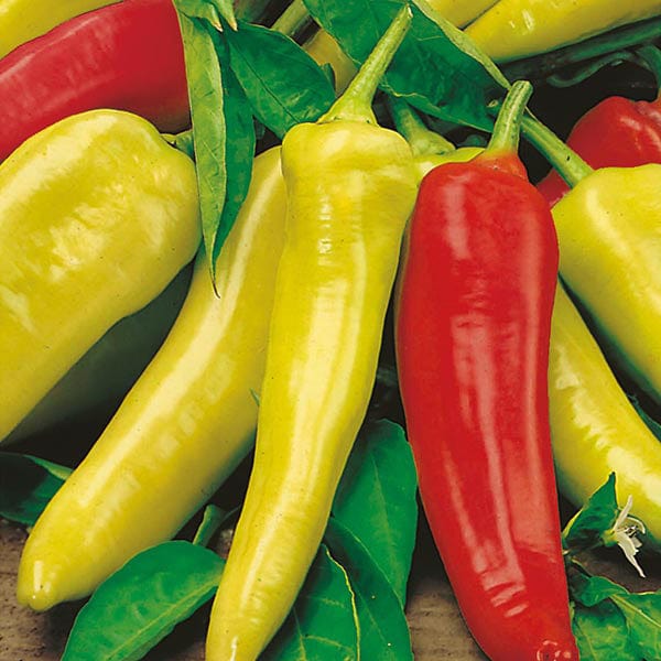 Hungarian Hot Banana Pepper, Seedling