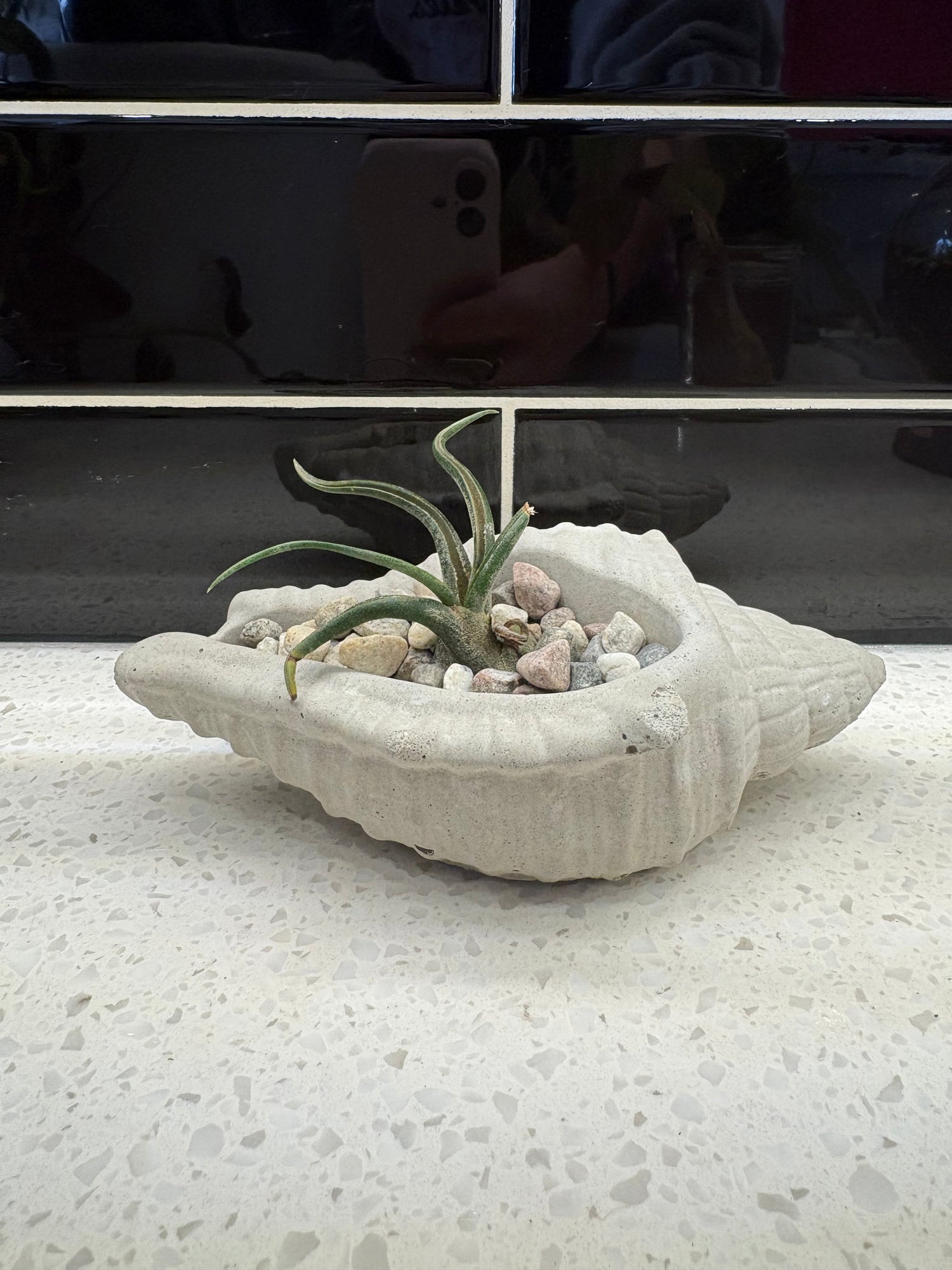 Air Plant Potted in Concrete Pot w/ pebbles