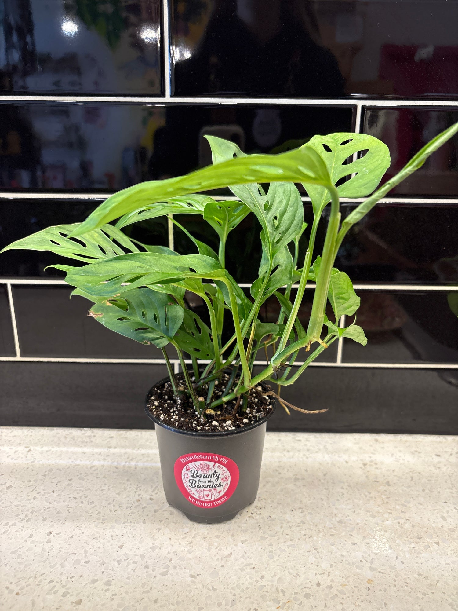 Swiss Cheese Monstera Adansonii