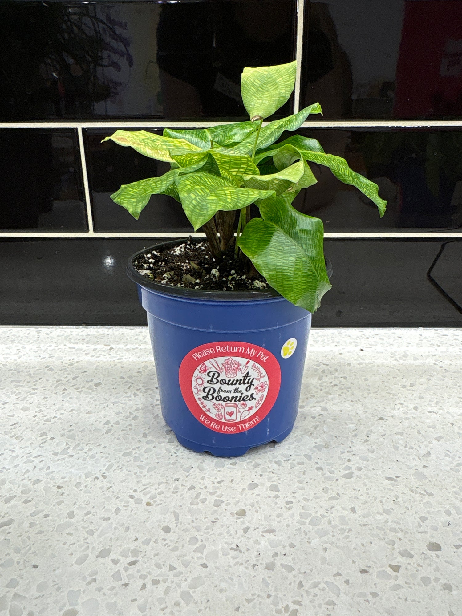 Calathea, Network