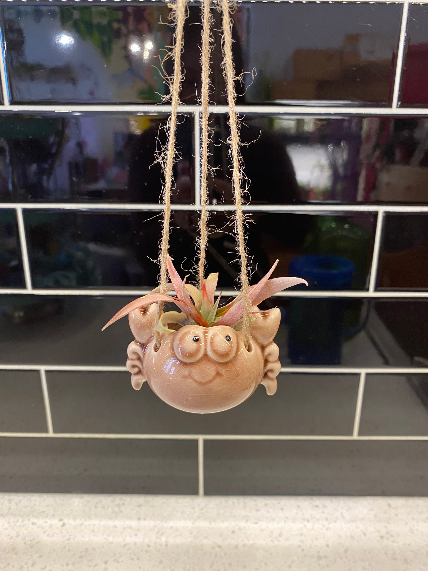 Crab Air Plant