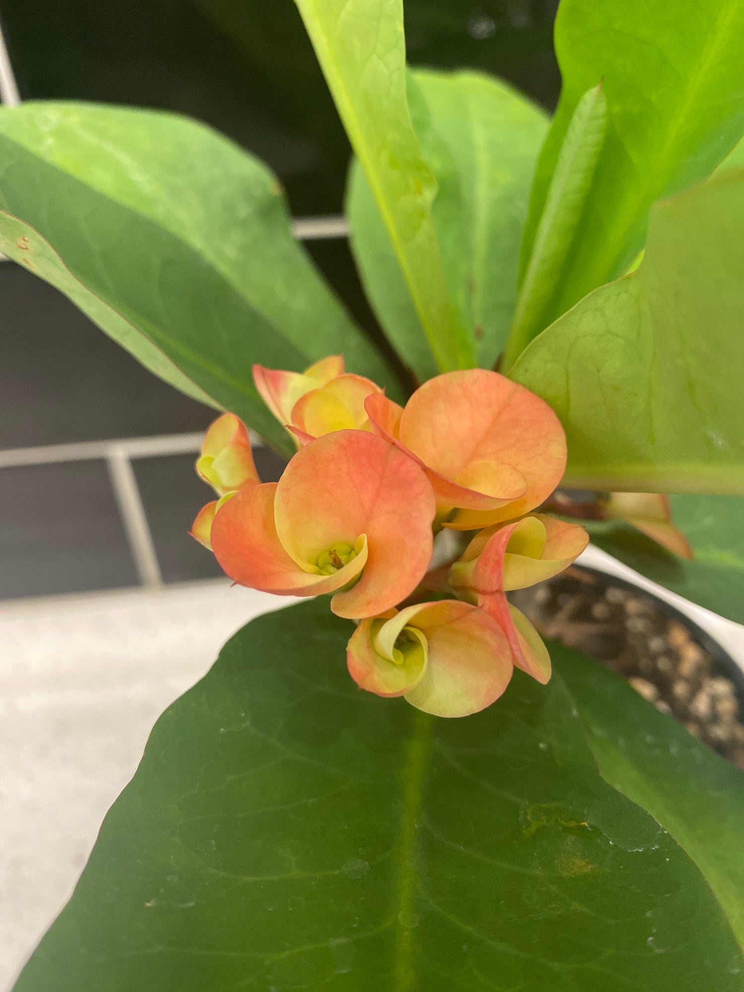 Crown of Thorns - Peach Melba 4"