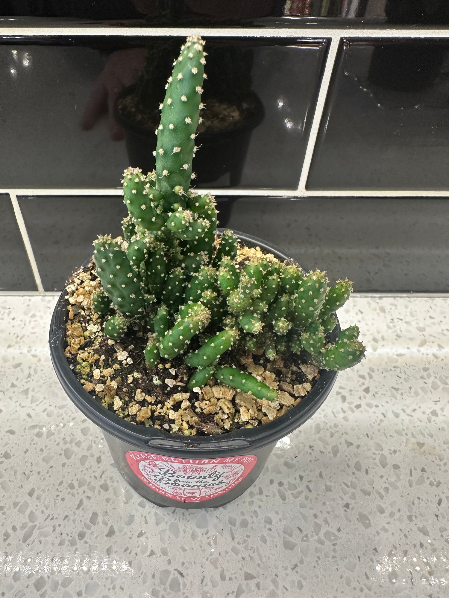 Maverick Cactus
