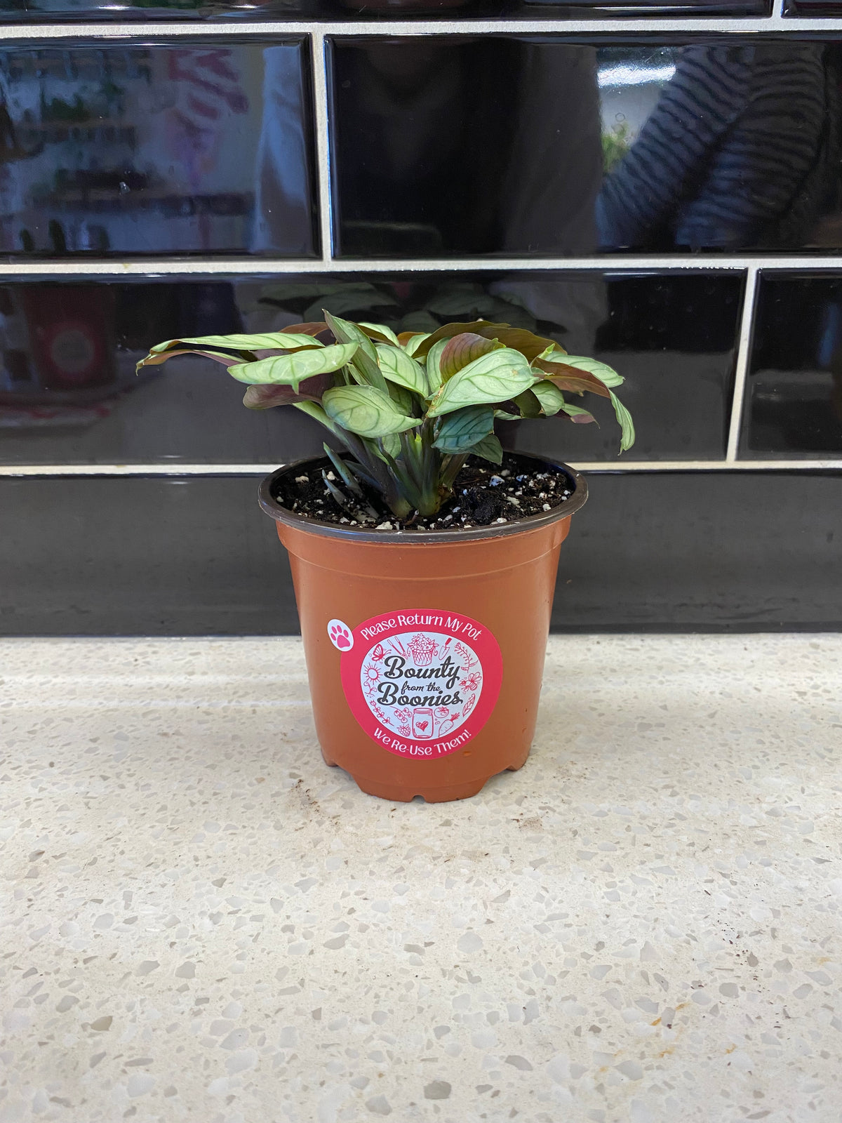 Calathea Burle Marxii