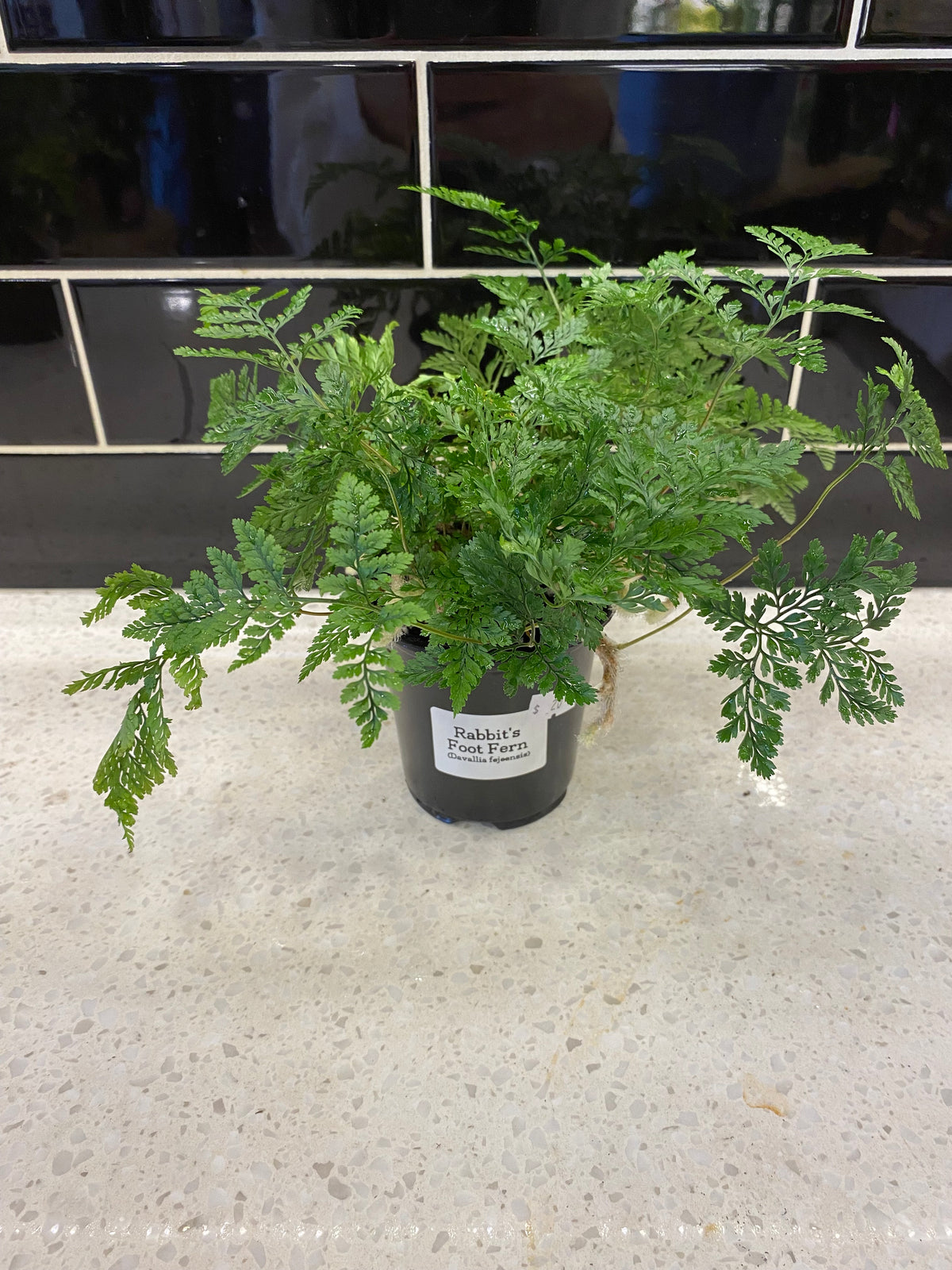 Rabbit's Foot Fern