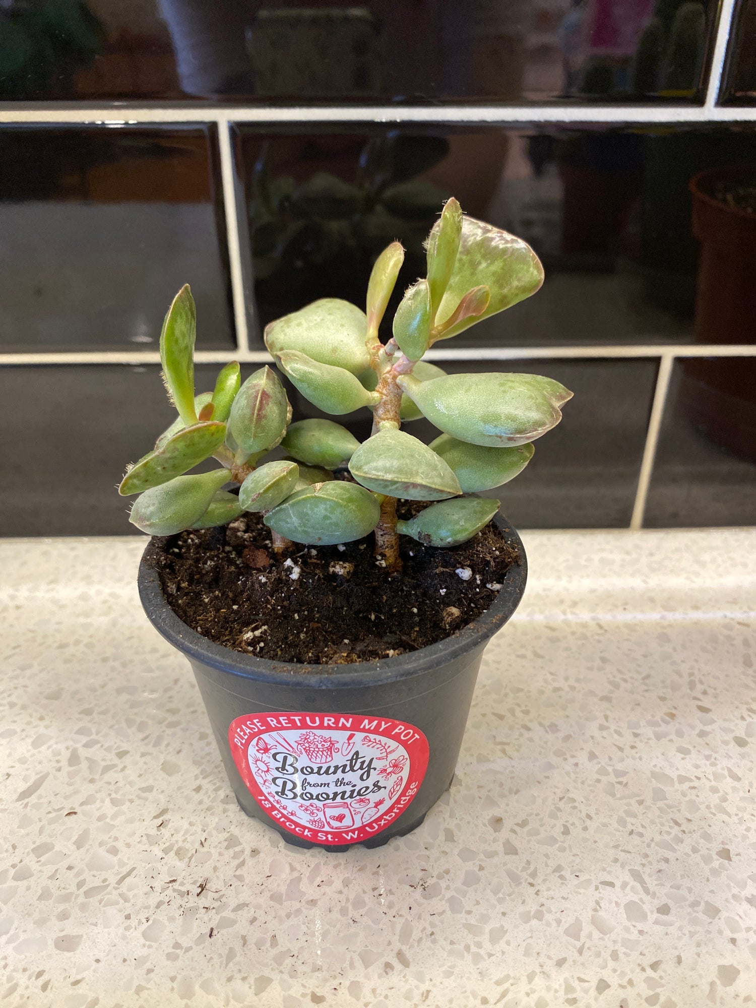 Calico Hearts Succulent