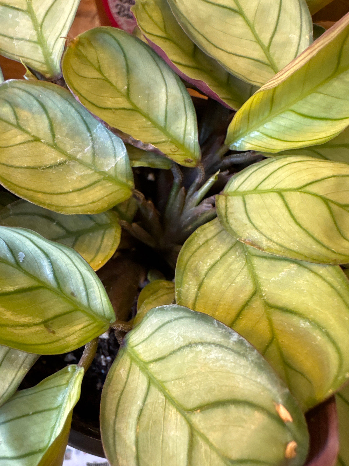 Ctenanthe burle-marxii; Fishbone Prayer Plant