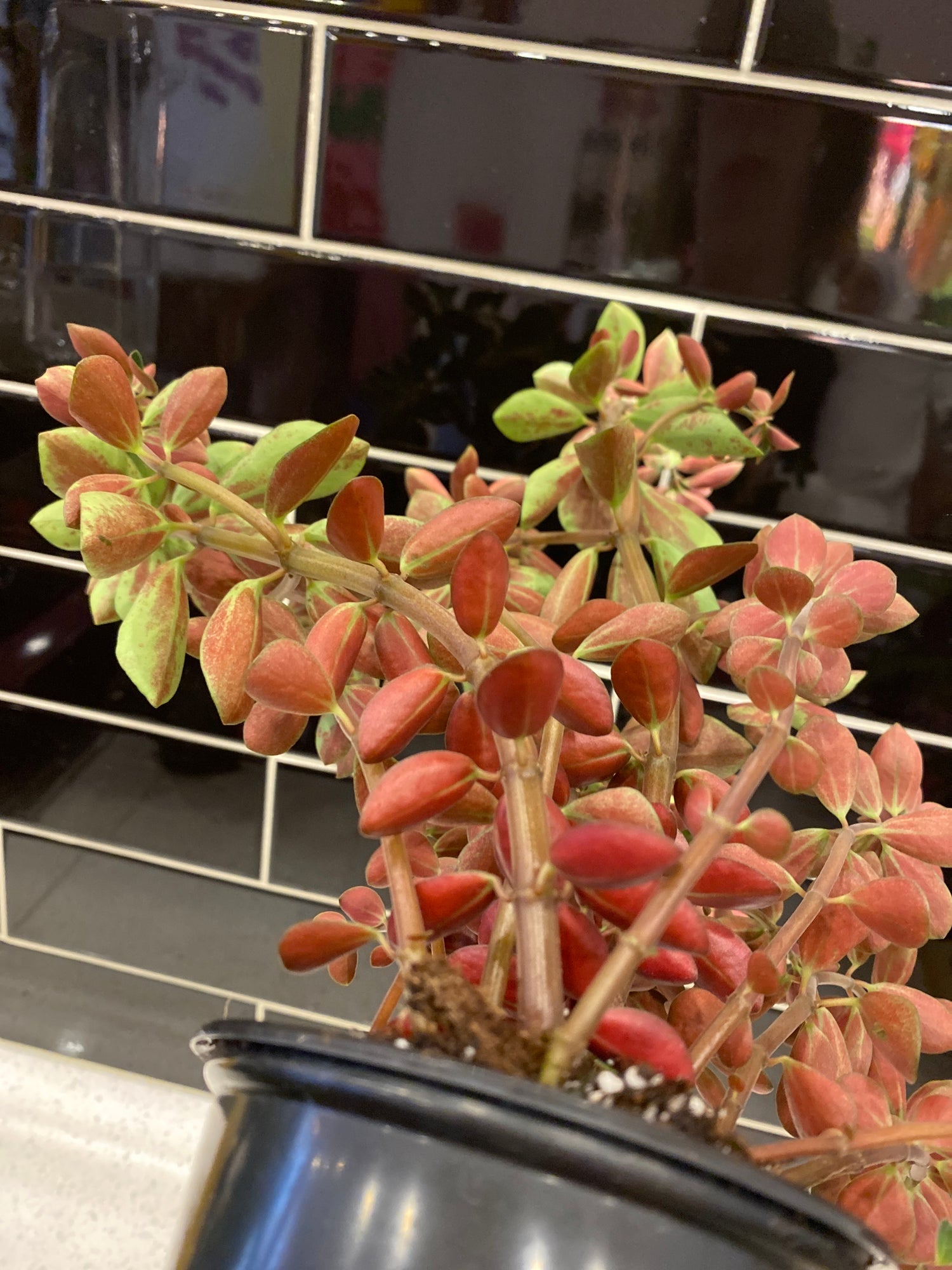 Peperomia - Red Log (Whorled, Belly Button) 4"
