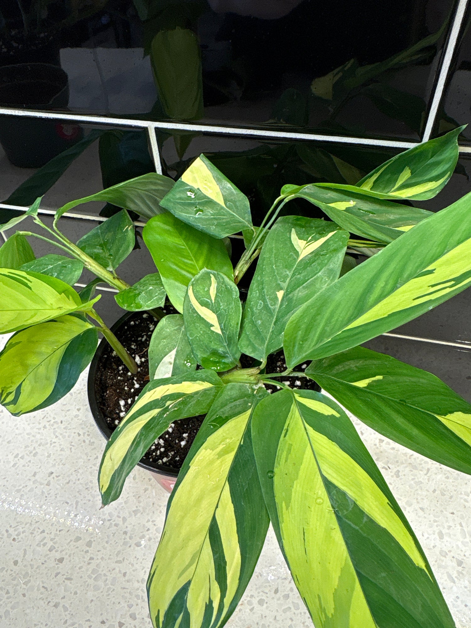 Ctenanthe lubbersiana golden mosaic