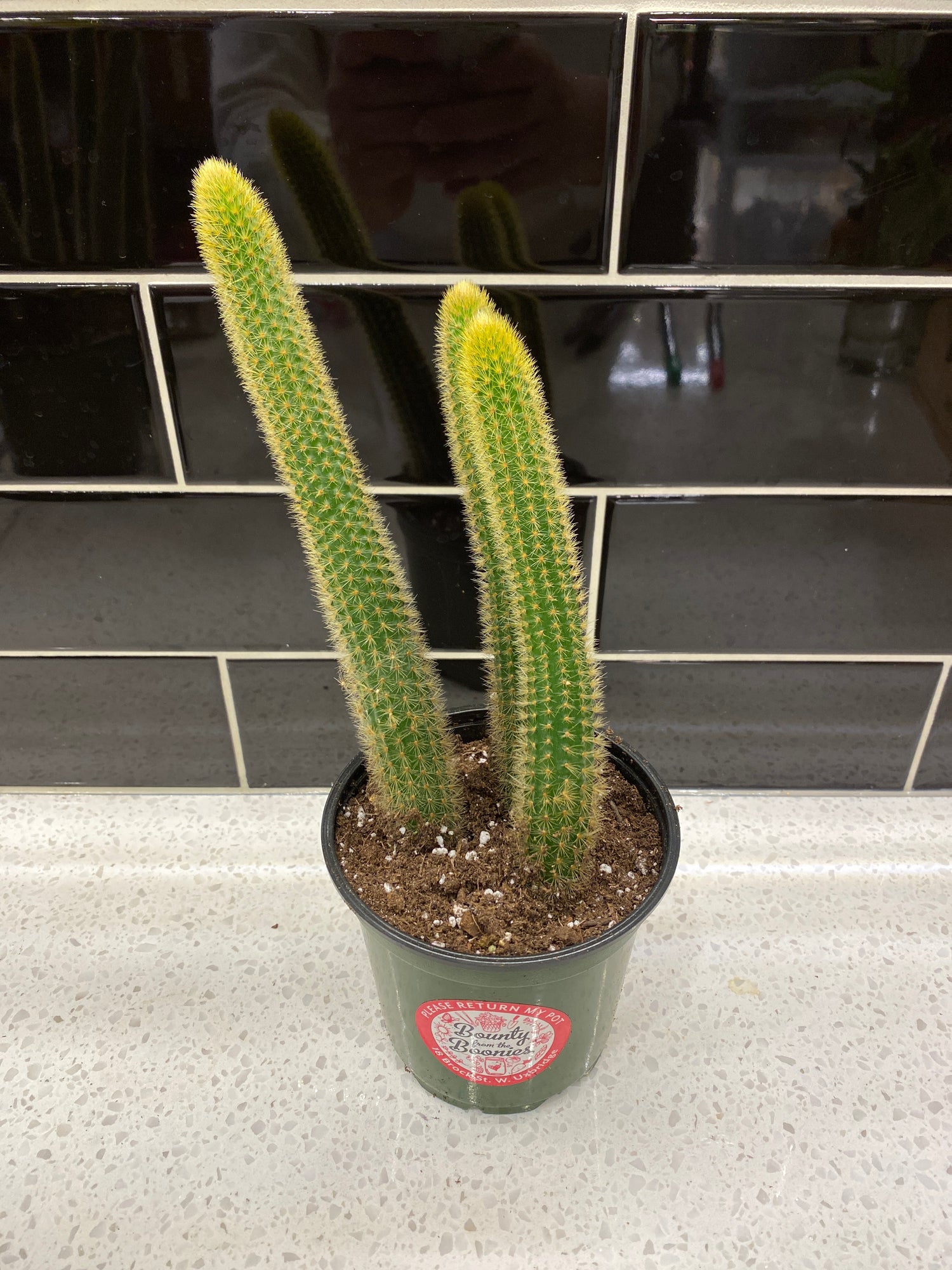 Rat Tail Cactus