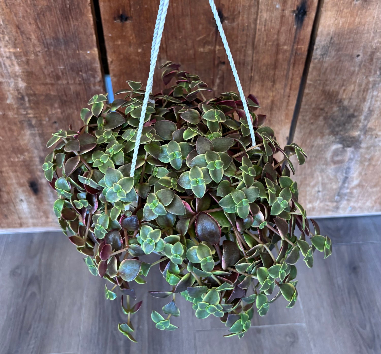 Calico Kitten Succulent 6”