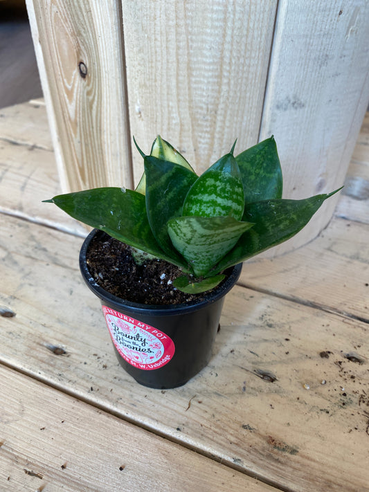 Baby Snake Plant