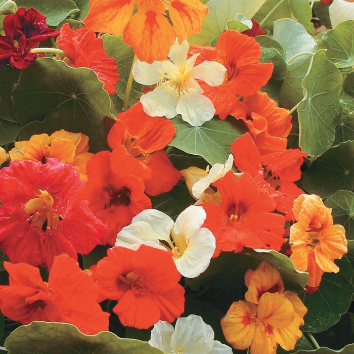 Nasturtium Mini Jewel - Seeds