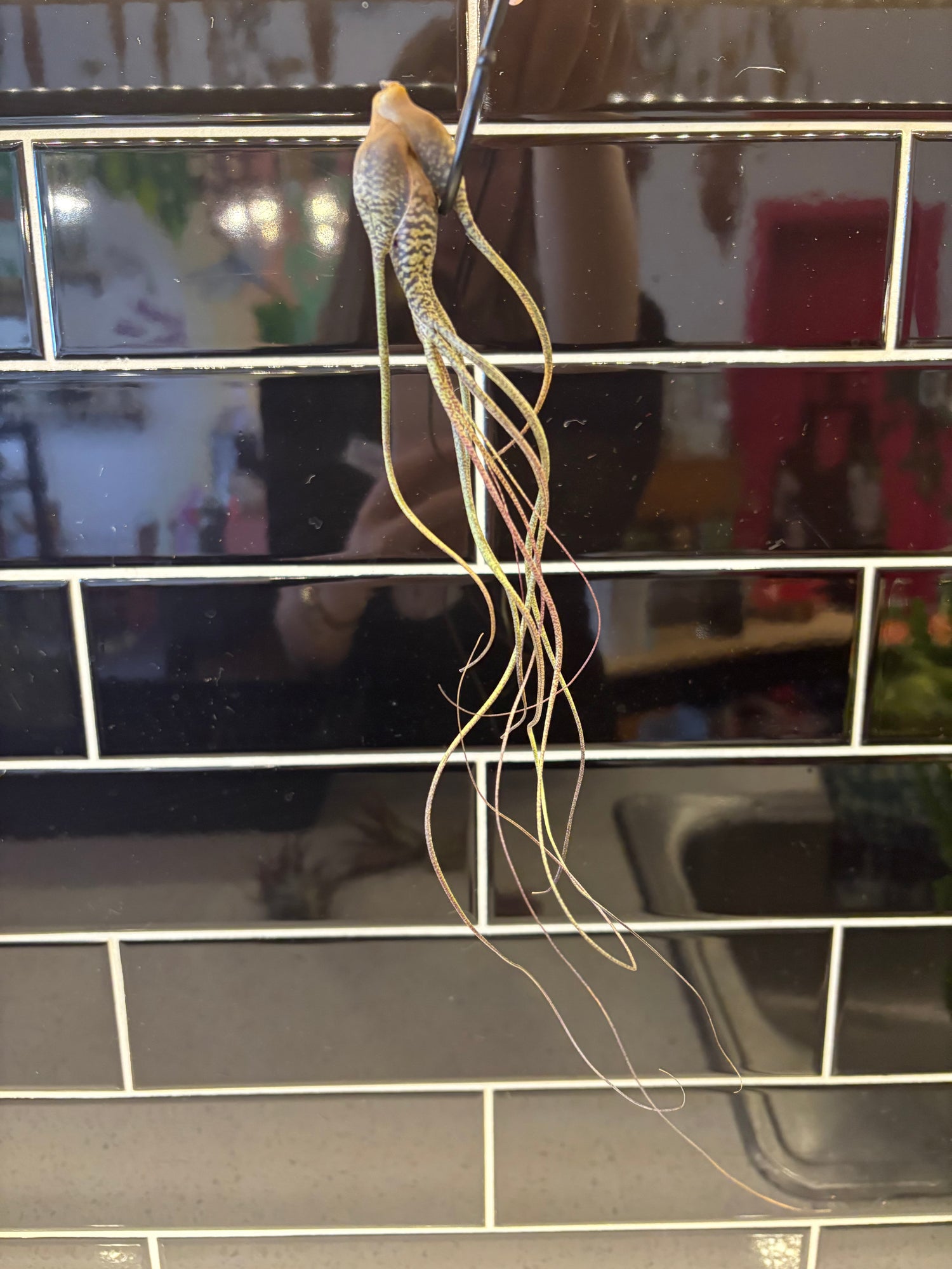 Tillandsia Butzii Air Plant