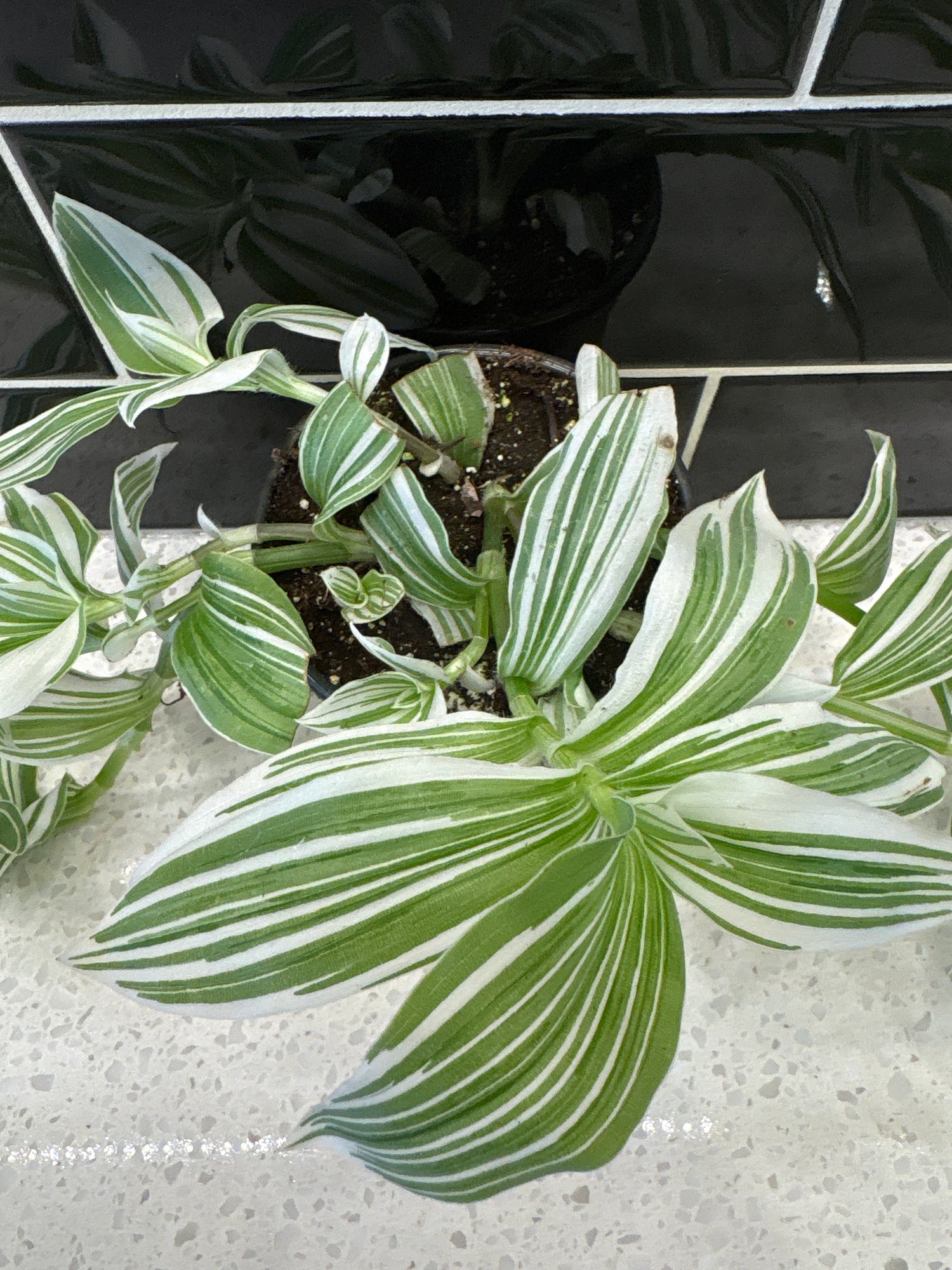 Tradescantia Fluminensis, White Pistachio