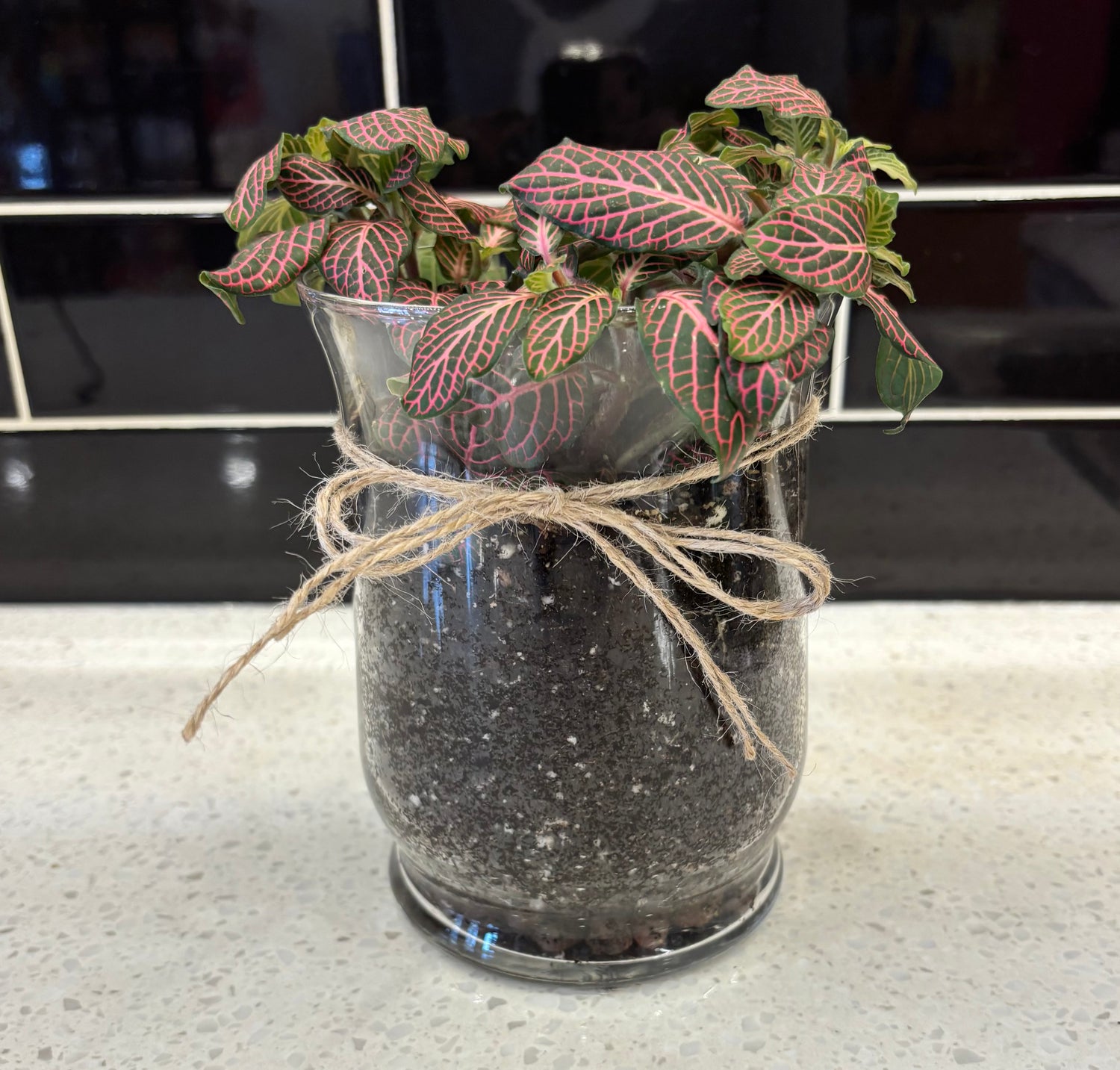 Potted Nerve Plant in Clear Glass Planter