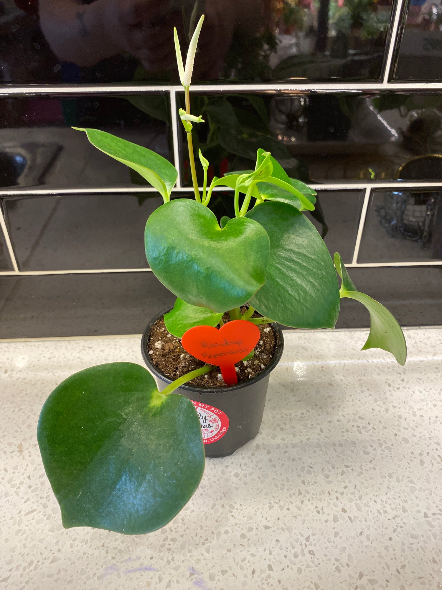 Peperomia - Raindrop 4"