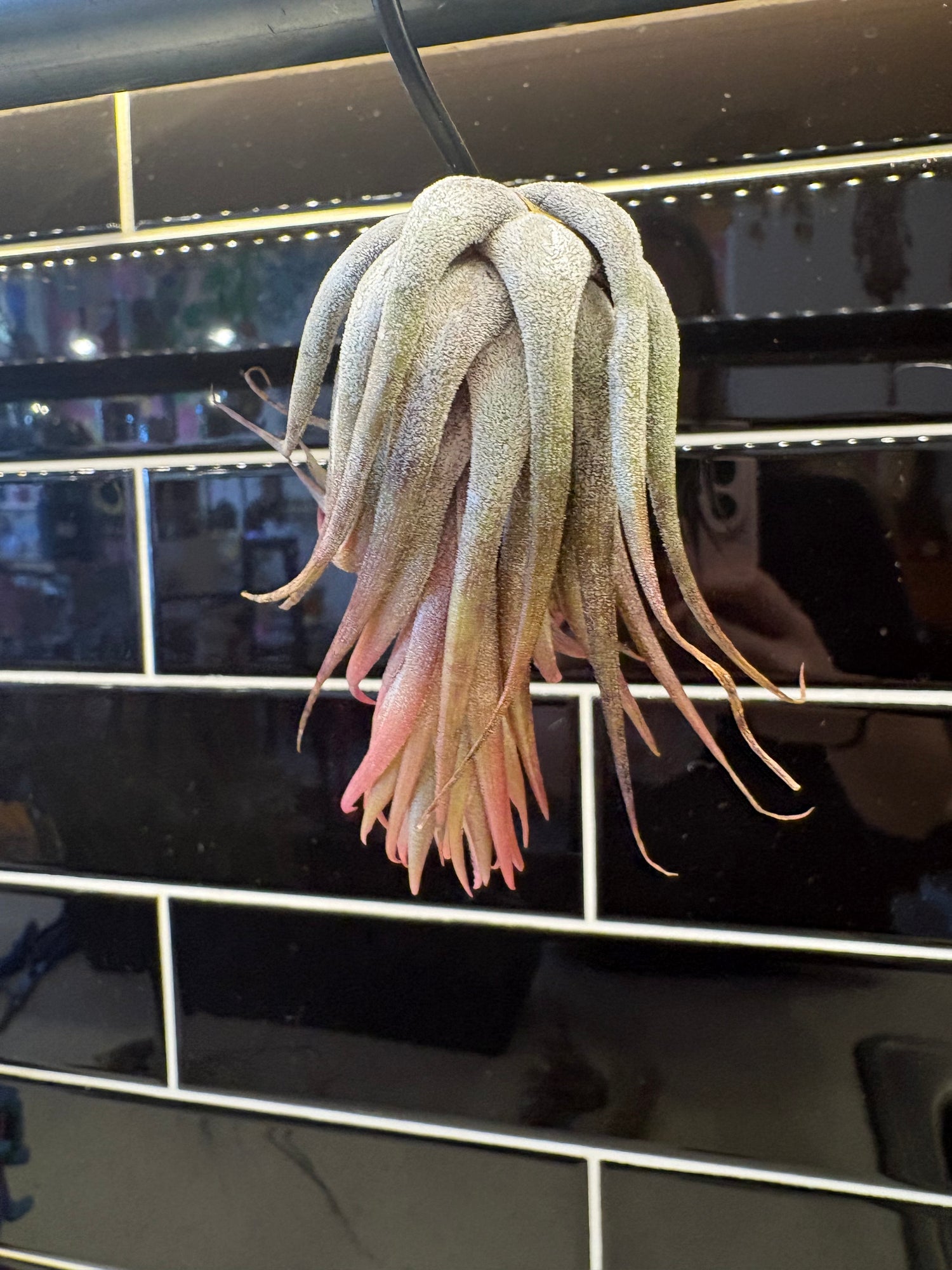 Tillandsia Ionantha Scaposa Air Plant