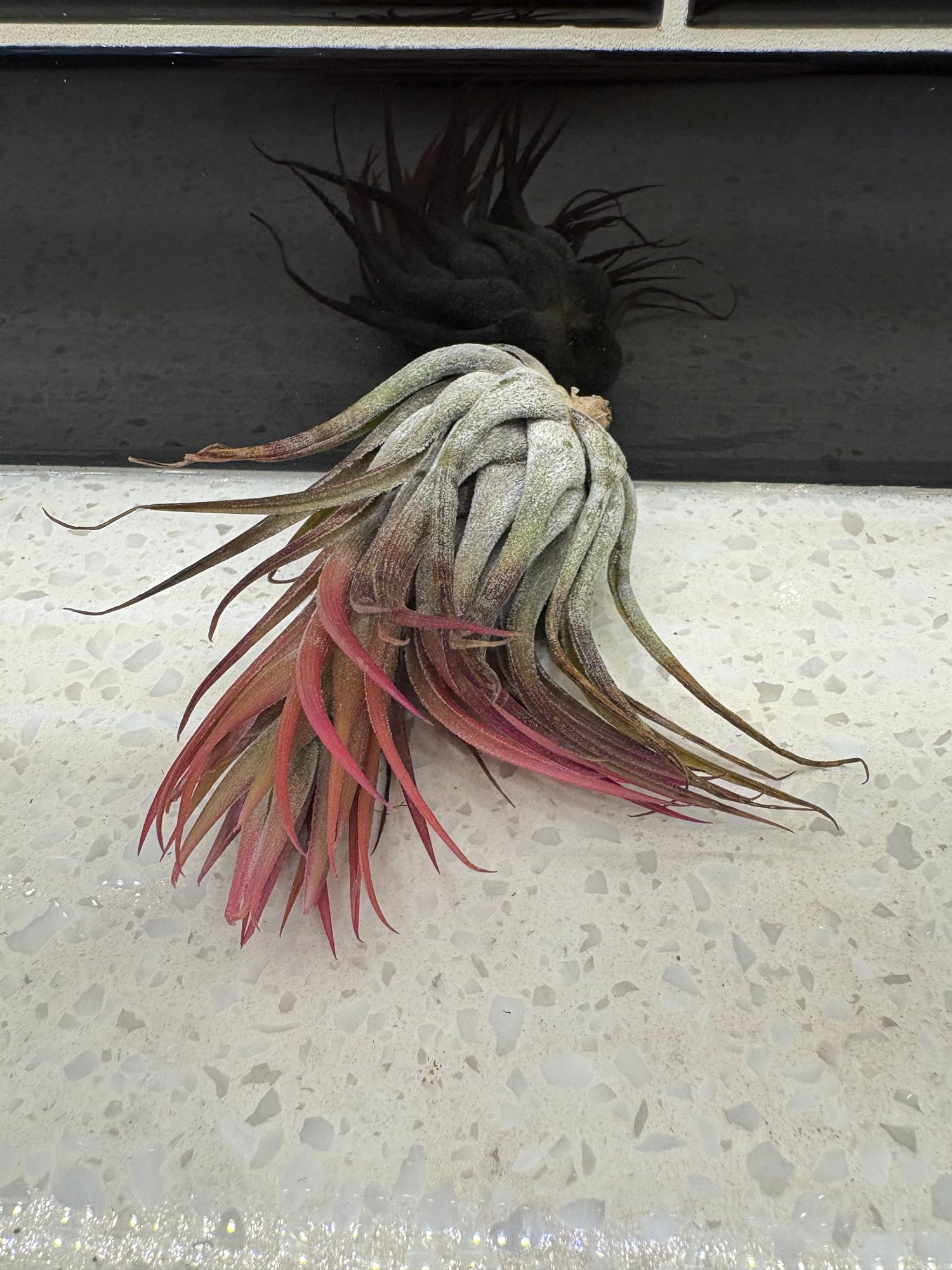 Tillandsia Ionantha Scaposa Air Plant