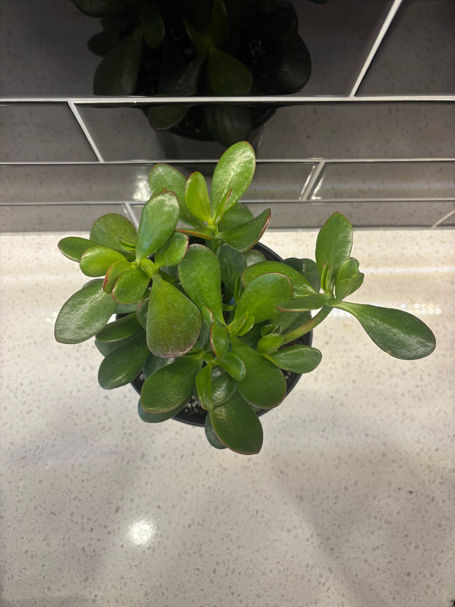 Sunset Jade 6”