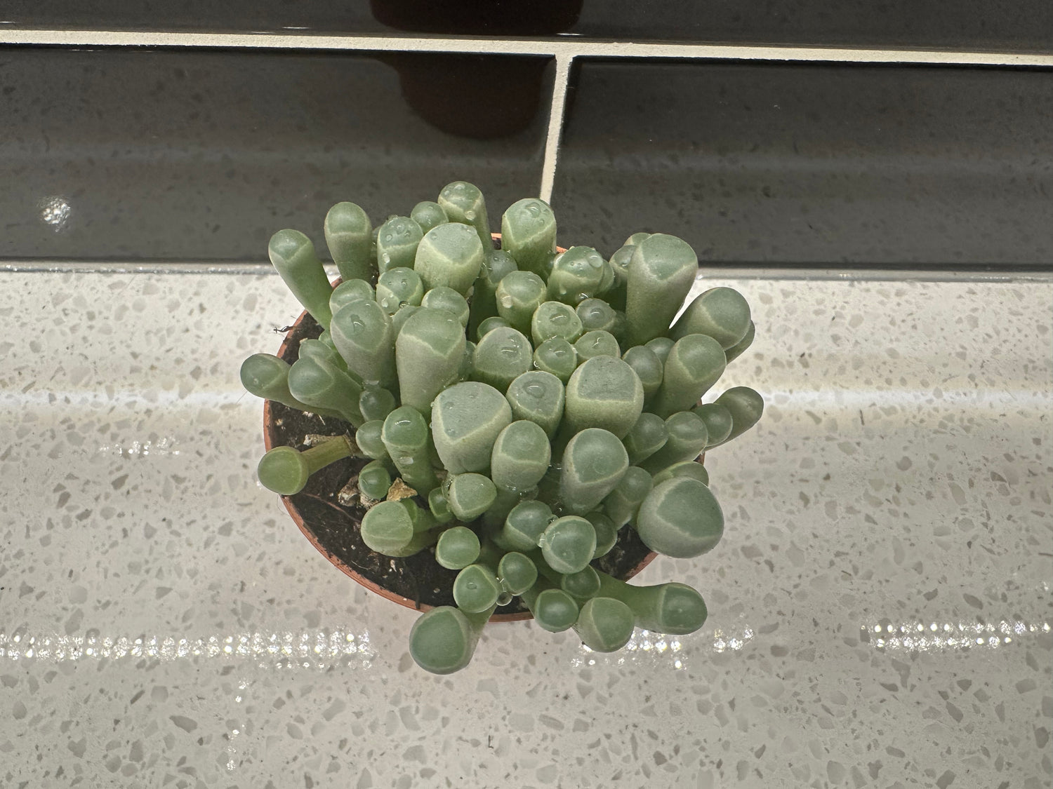Baby Toes